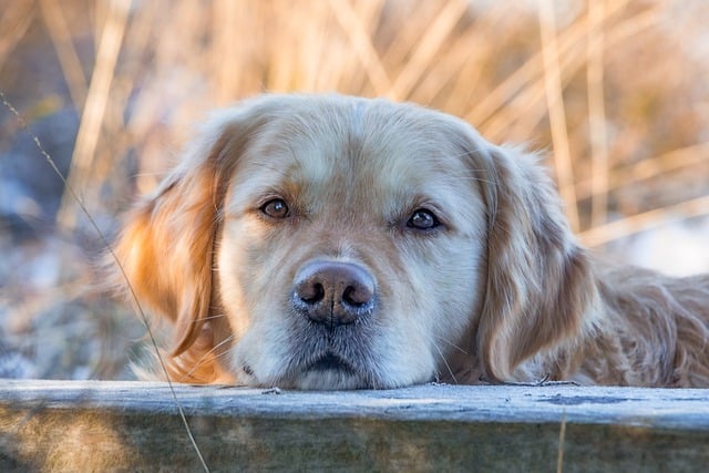 Family reviewing pet expense spreadsheet on laptop with golden retriever nearby